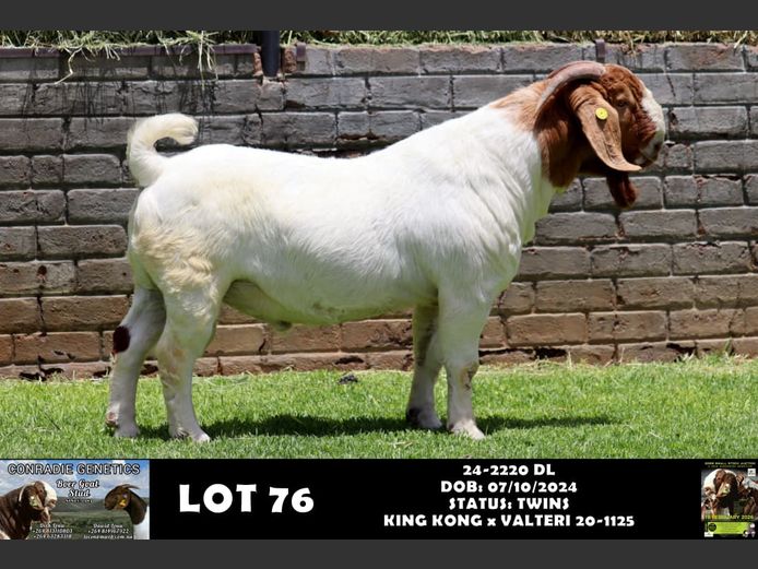 24-2220 DL | DAWID LOUW