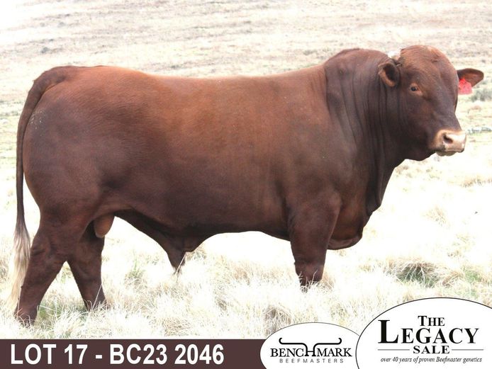 BC232046 | NO 8 CATTLE CO (PTY) LTD