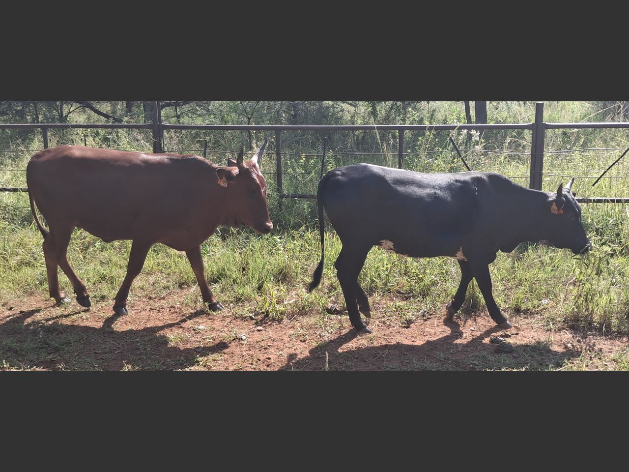 Lot 132 | 40TH NORTHERN NGUNI CLUB PRODUCTION AUCTION | SwiftVEE ...