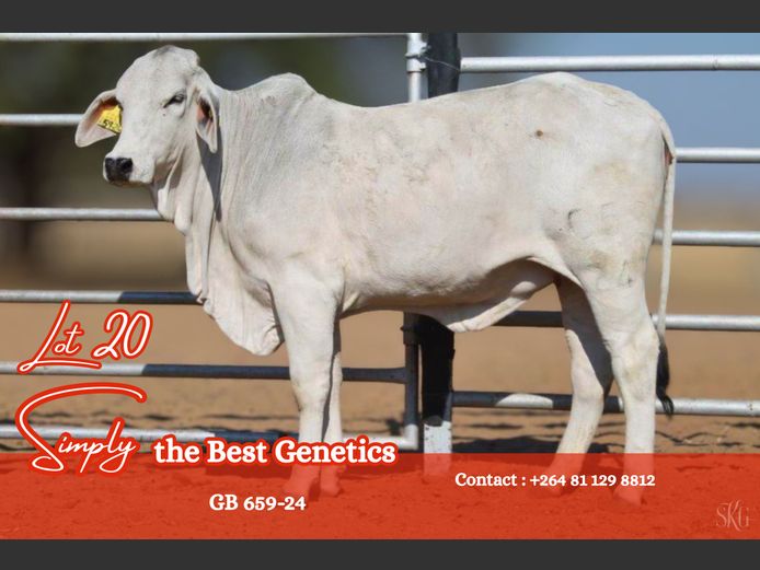 24-0659GB | GROENEWALDT BRAHMANE