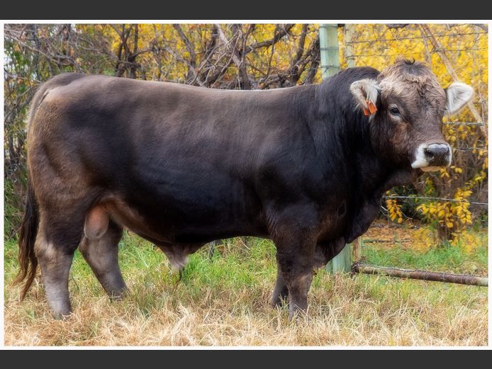 JJH 220011 | JC BRAUNVIEH STUD