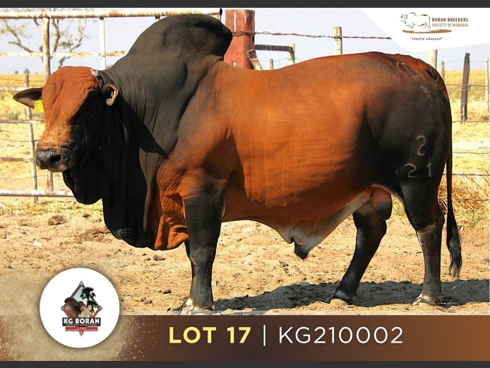 21-0002KG | GUNZEL BORANE