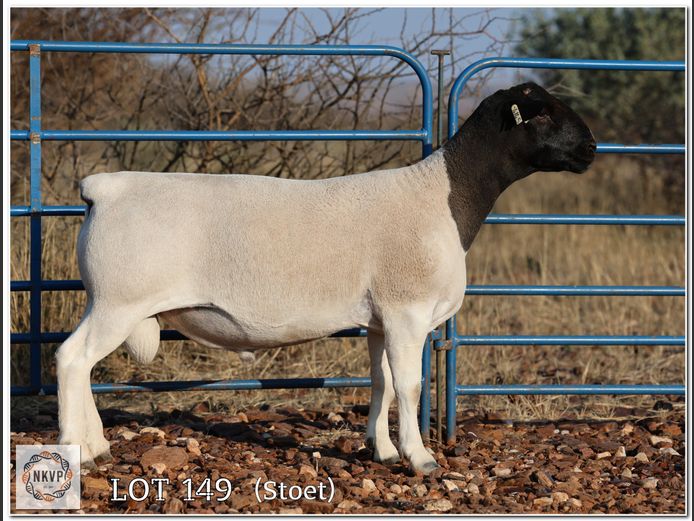 2052 24 0145 | MNR. LOUIS VAN RENSBURG
