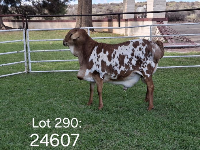 24-607 | Wiese Besigheidstrust