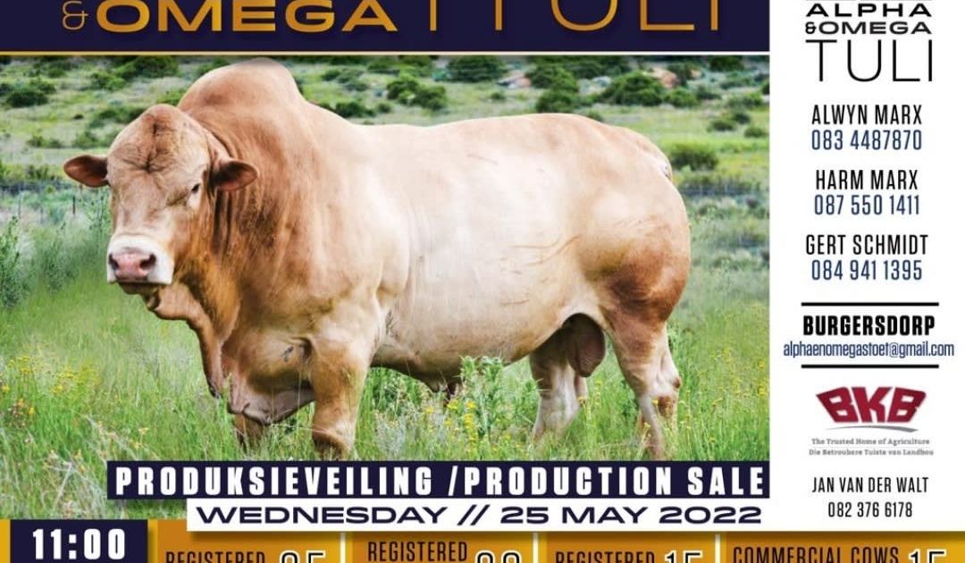 ALPHA AND OMEGA TULI PRODUCTION SALE | SwiftVEE | South Africa’s ...