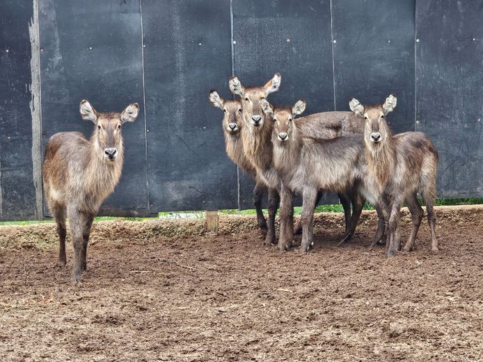WATERBUCK | S. VAN ZYL