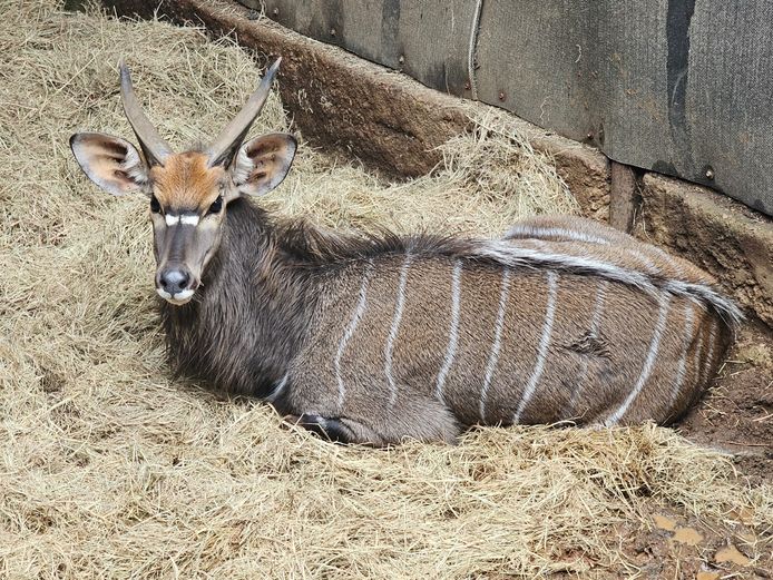 NYALA | EB WILD
