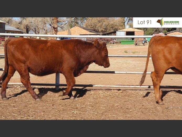 Kommersiële Vroulike Diere