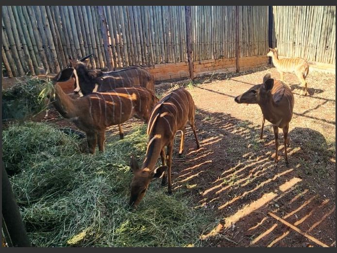 Njala