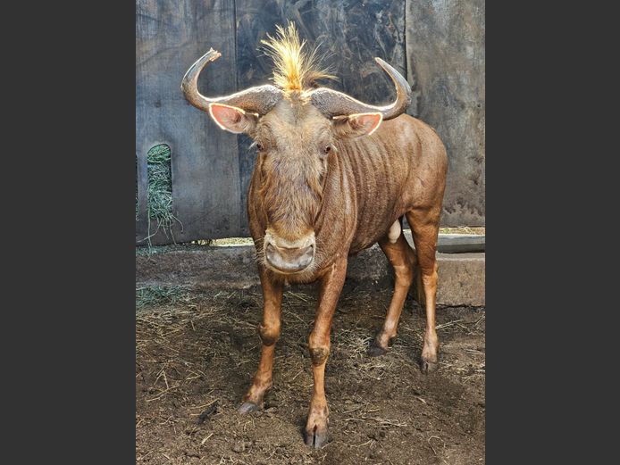 GOLDEN GNU | BIG HORN