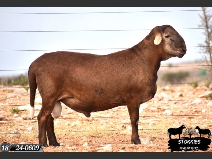 HWH24-0609 | Stokkies Meatmasters