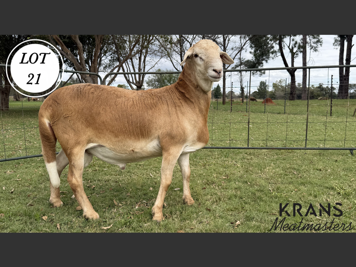 Ram | Krans Meatmaster