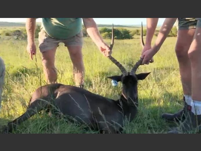 Black Impala Ram  | PJ Snyman