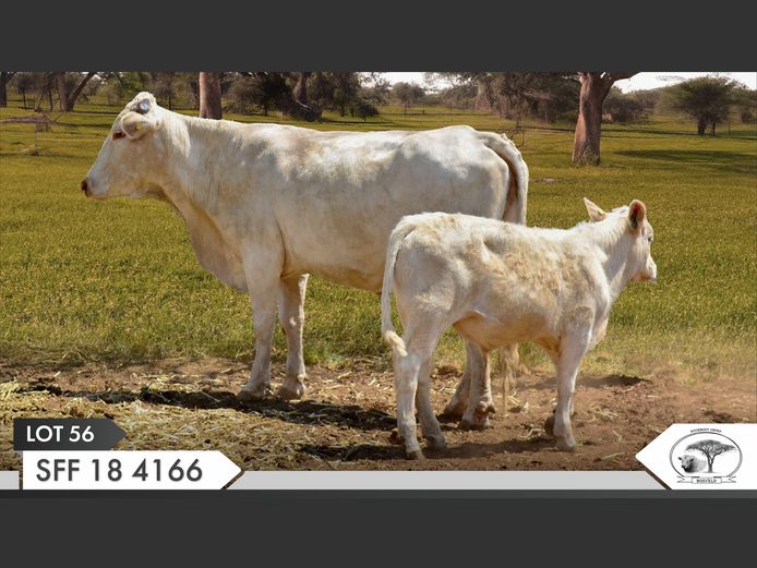 SFF 184166 | YARI STUD