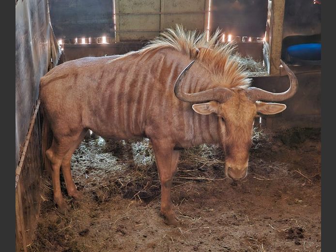 GOLDEN GNU 31 3/8” | DIPOHFU