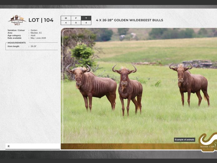 Wildebeest - Golden | Masizakhe Farming