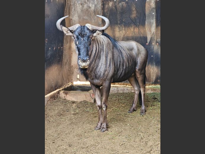 BLUE WILDEBEEST | MABALINGWE