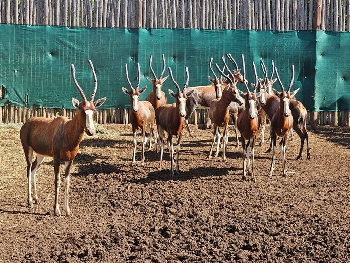 BLESBUCK | RIPICA TRUST