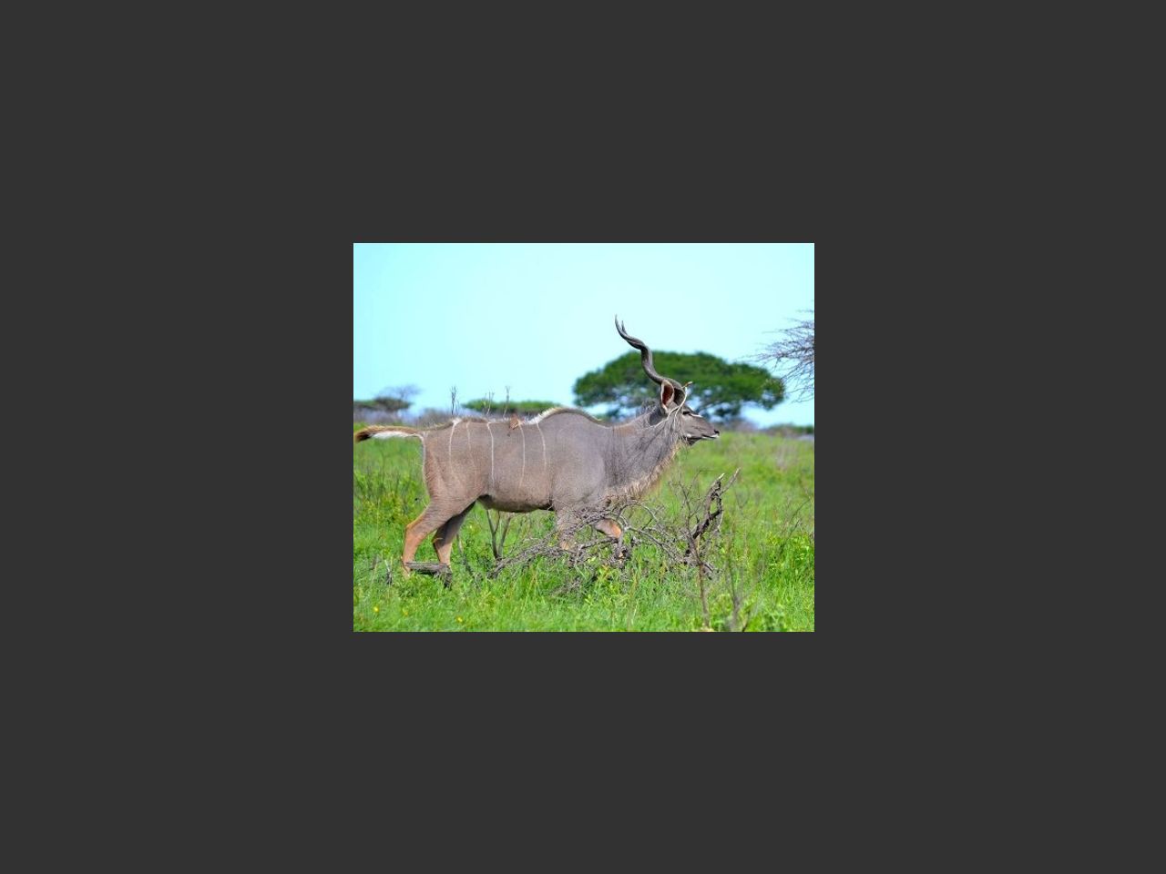 images