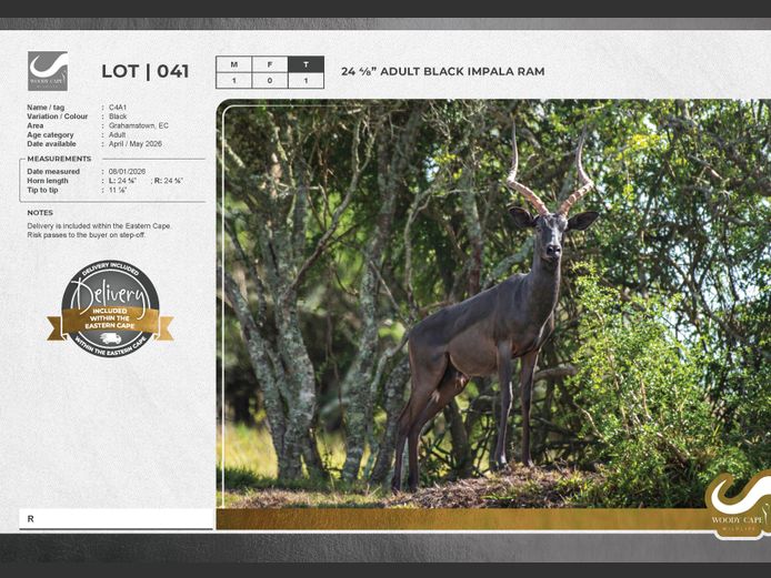 Impala - Black | Woody Cape Wildlife (Pty) Ltd