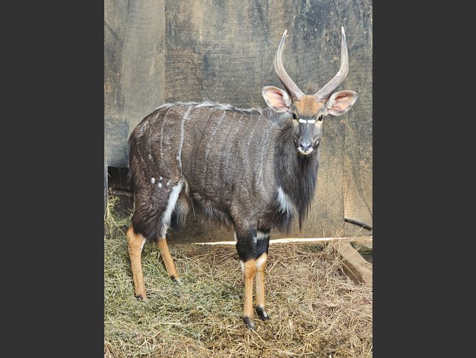 NYALA | LEBENKELE