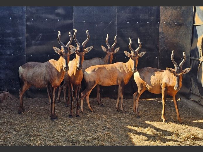 RED HARTEBEEST | NOOITGEDAHCT