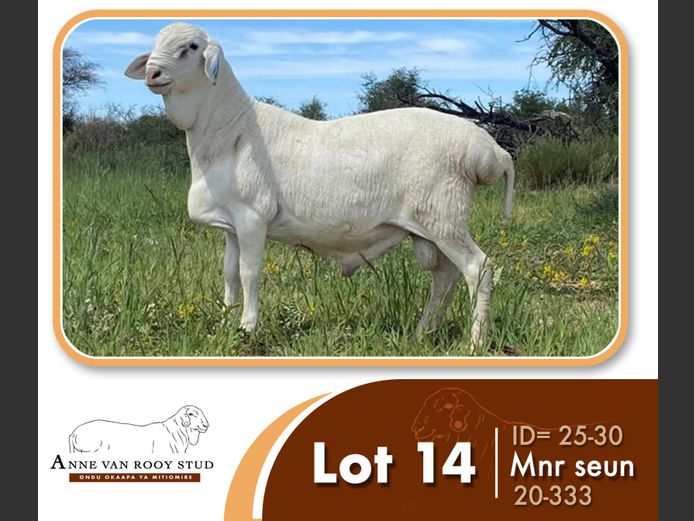 25-30 | ANNE VAN ROOY STUD