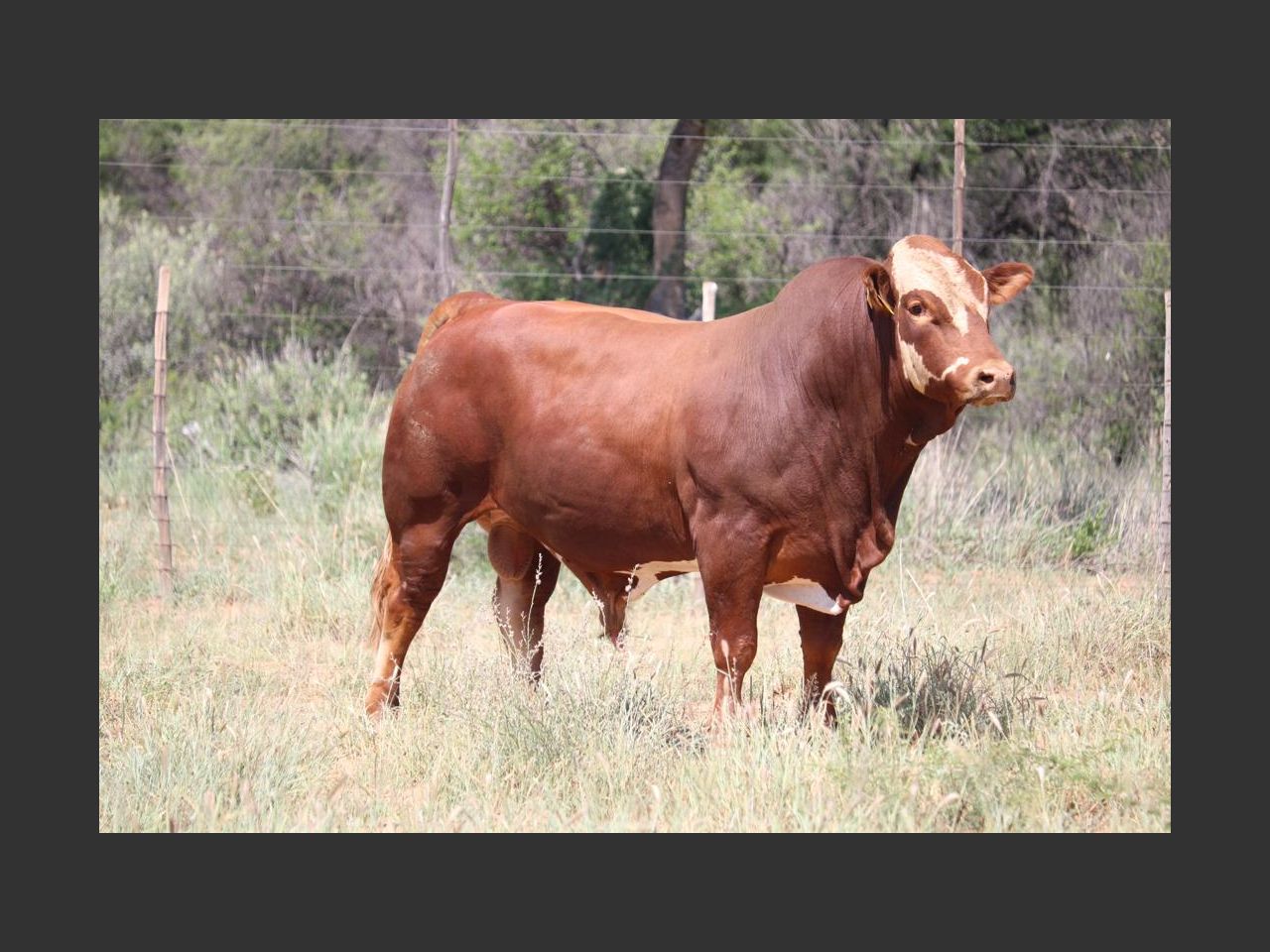 Lot 2 | CENTRAL SELECT BULL AUCTION - NAMIBIA'S BEST SELECTED BULLS ...