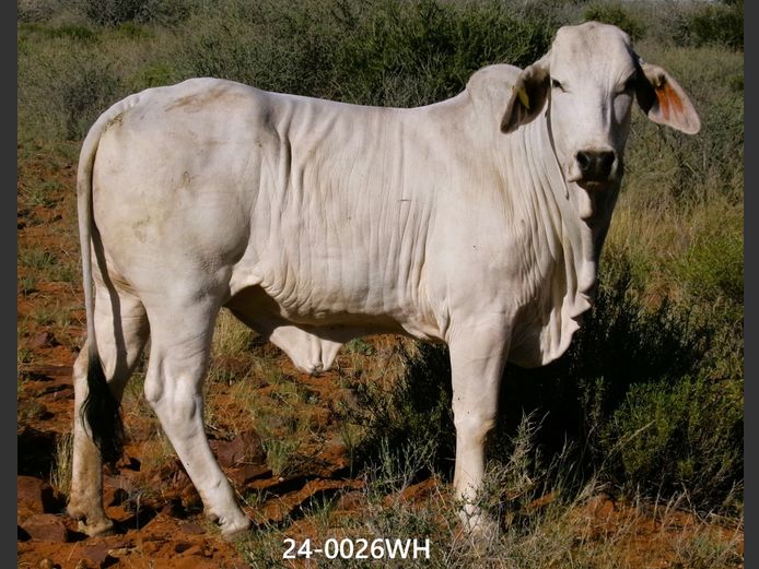 24-0026WH | SWARTRANTE BRAHMANE