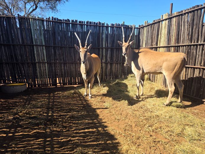 ELAND | HANLEY 1