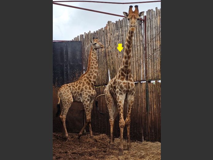 GIRAFFE | H. BODEMER