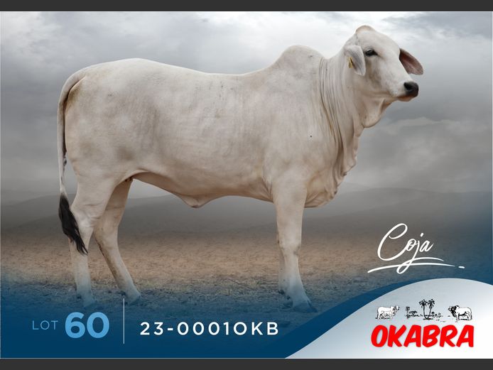23-0001OKB | OKABRA BRAHMANS
