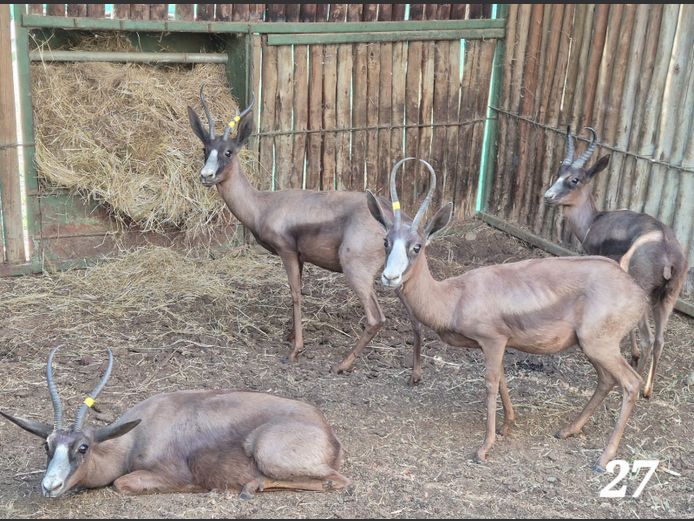 SWART SPRINGBOK | KEY GAME