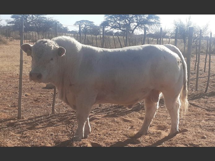 22-0029JAC | JONERUS CHAROLAIS