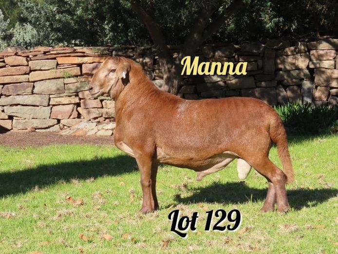 484 | Manna
