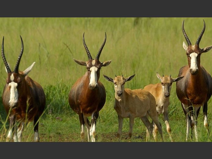 Blesbok Mixed | Casper De Klerk Wilddienste