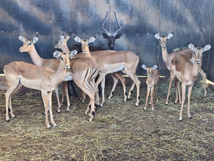 IMPALA | RIPICA TRUST