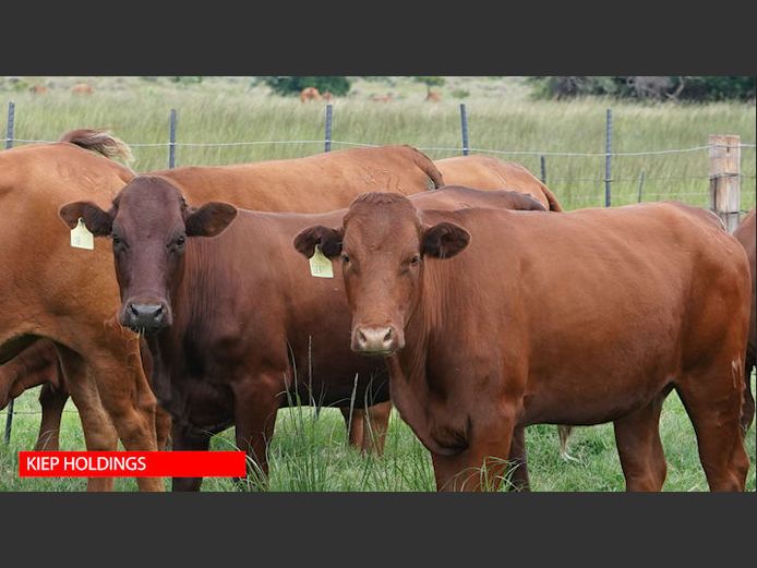 Commercial Female Animals -  Kiep Holdings - Vaalwater