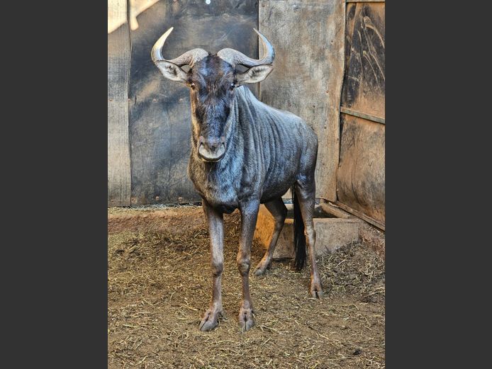 BLUE WILDEBEEST | ZEBULA