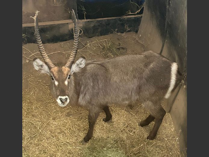 Waterbok Bul