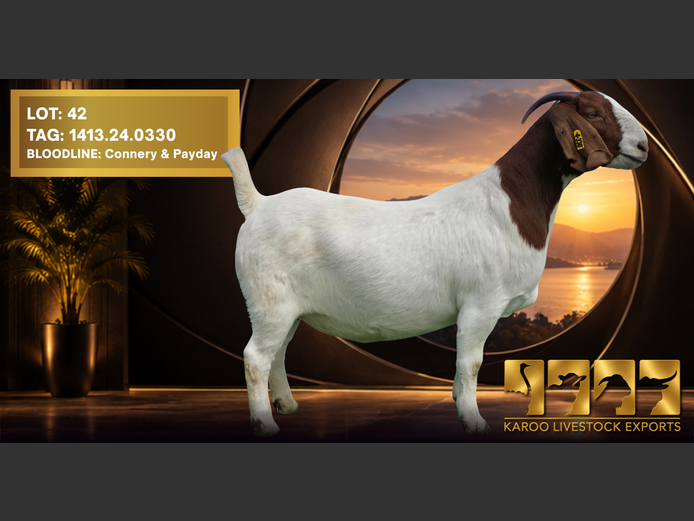 1413 24-0330 | Karoo Livestock
