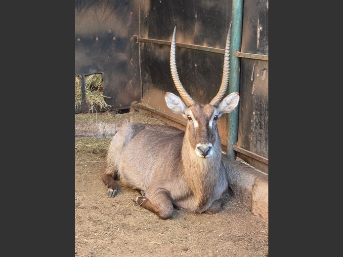 WATERBOK (no vat) | IMBABALA