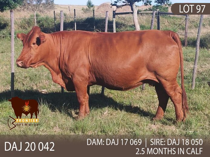 DAJ 200042 | J.D. STIRK