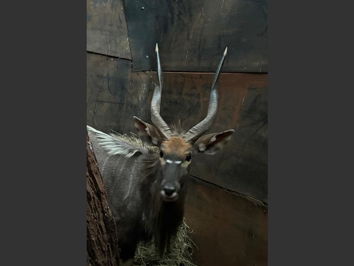 NJALA BUL
