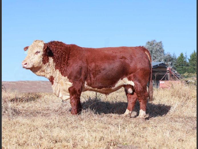 2201 | PIERREMONT HEREFORDS