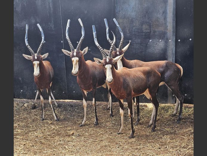 BLESBUCK | ZEEKOEVALLEY