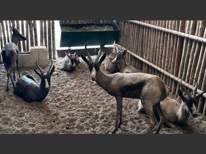 Swart Springbok Ramme