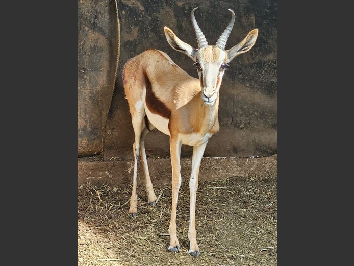 SPRINGBOK | ESTELLE
BREDENKAMP