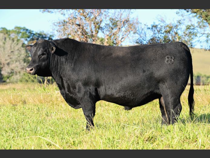 RJ  230011 | BEER BEEF