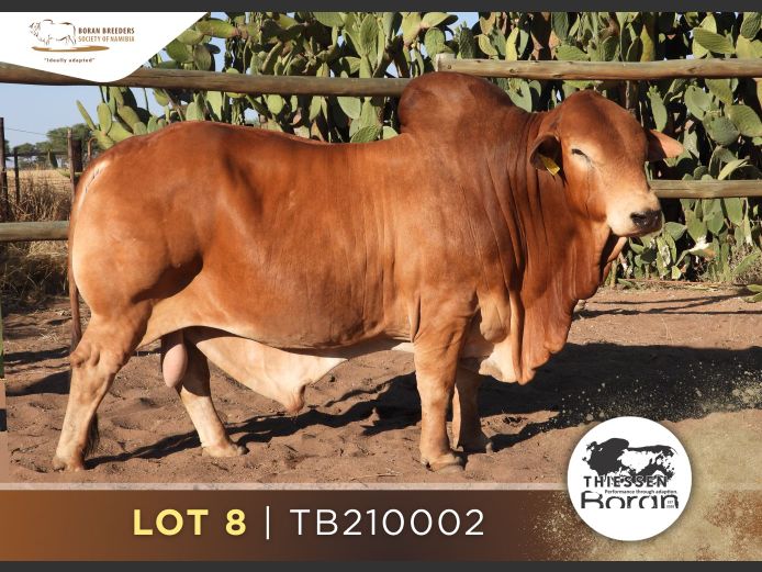 21-0002TB | THIESSEN BORAN